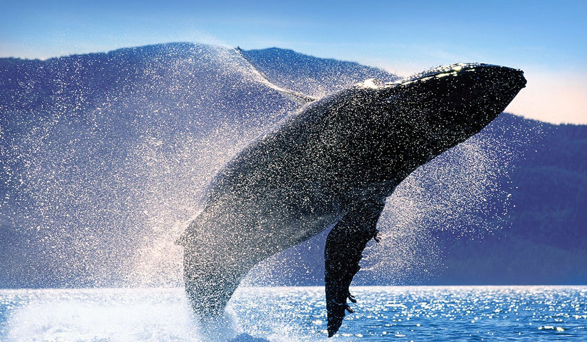 Alaska Whale